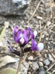 Astragalus cruckshanksii