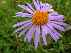 Aster souliei