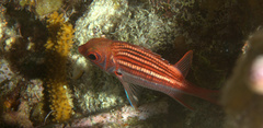 Neoniphon vexillarium