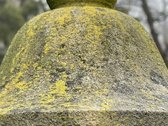 Chrysothrix candelaris