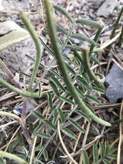Astragalus cruckshanksii