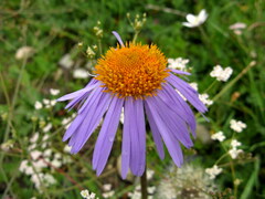 Aster souliei