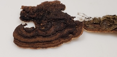 Hydnoporia tabacina image
