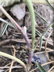 Astragalus cruckshanksii