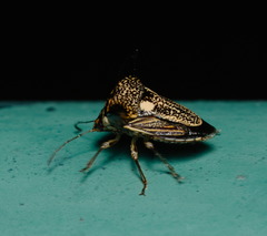 Alcimocoris coronatus