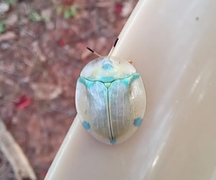 Aspidimorpha puncticosta