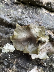 Dermatocarpon muhlenbergii