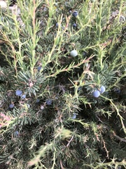 Berberis empetrifolia