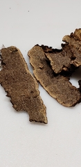 Hydnoporia tabacina image