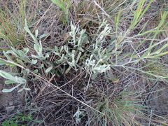 Helichrysum arenarium