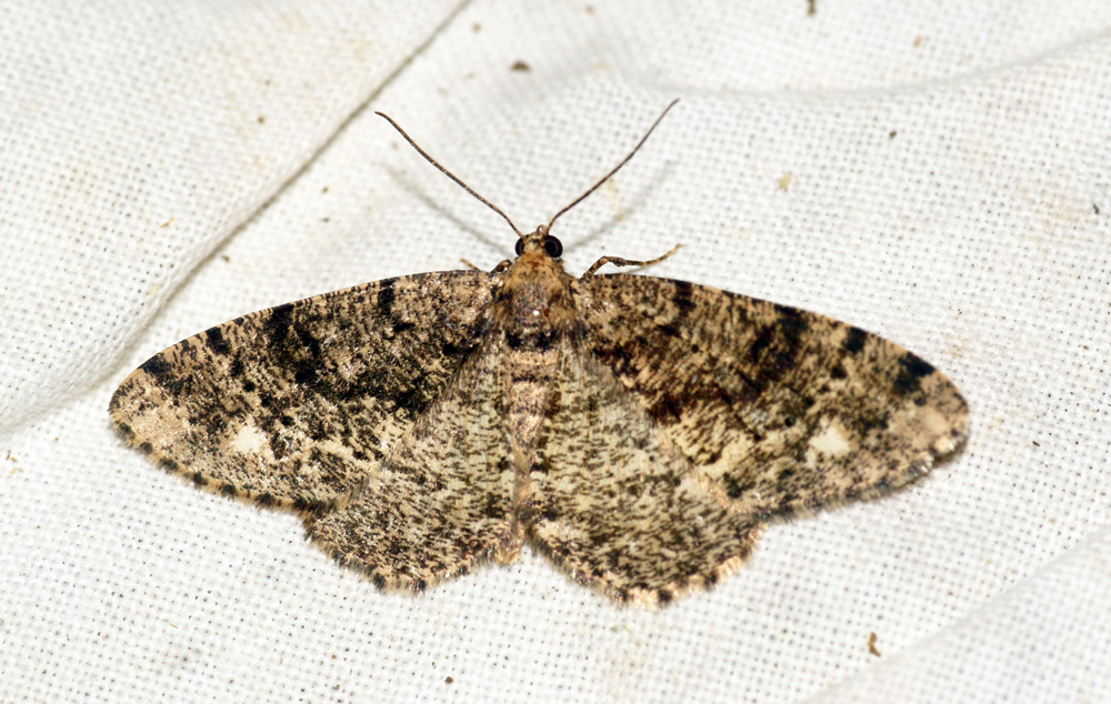 Parectropis similaria similaria