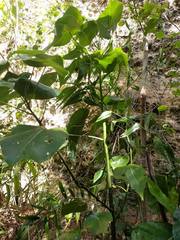 Hernandia nymphaeifolia