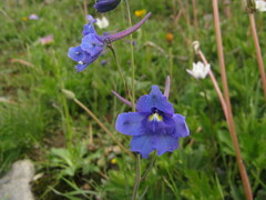 Delphinium caeruleum