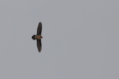 Gypaetus barbatus barbatus