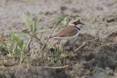 Charadrius dubius