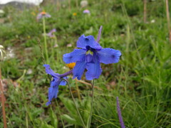 Delphinium caeruleum