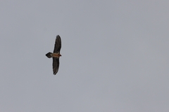 Gypaetus barbatus barbatus