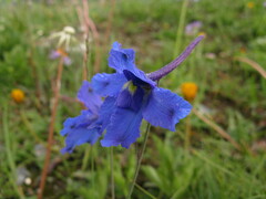 Delphinium caeruleum