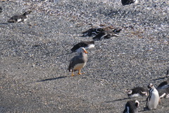 Tachyeres patachonicus