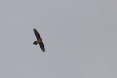Gypaetus barbatus barbatus