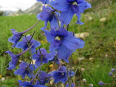 Delphinium caeruleum