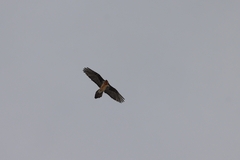 Gypaetus barbatus barbatus