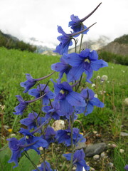 Delphinium caeruleum