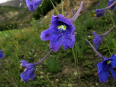 Delphinium caeruleum
