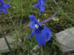 Delphinium caeruleum