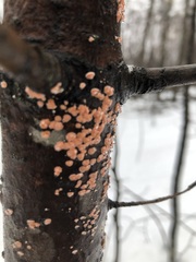 Aleurodiscus amorphus