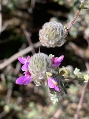 Dalea