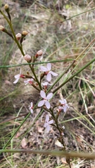 Stylidium