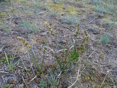 Carex arenaria