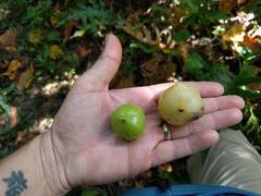 Hernandia nymphaeifolia