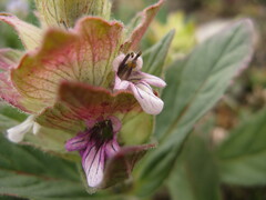 Ajuga lupulina