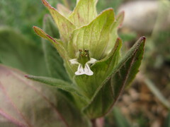 Ajuga lupulina