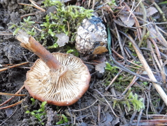 Bonomyces