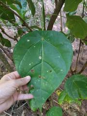 Hernandia nymphaeifolia