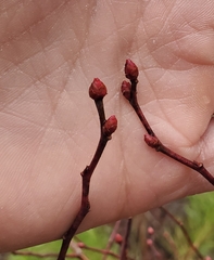 Vaccinium corymbosum