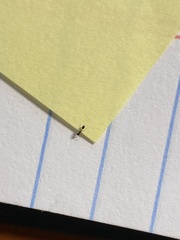 Monomorium ergatogyna