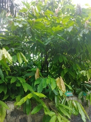 Theobroma cacao