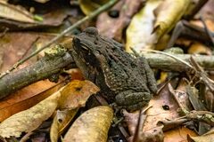 Rhinella marina