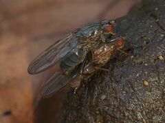 Dryomyzidae