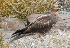 Buteo galapagoensis