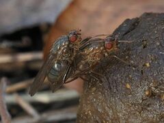 Dryomyzidae