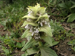 Ajuga lupulina