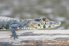 Melanosuchus niger