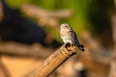 Chordeiles rupestris