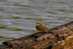 Myiozetetes cayanensis