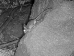 Peromyscus gambelii